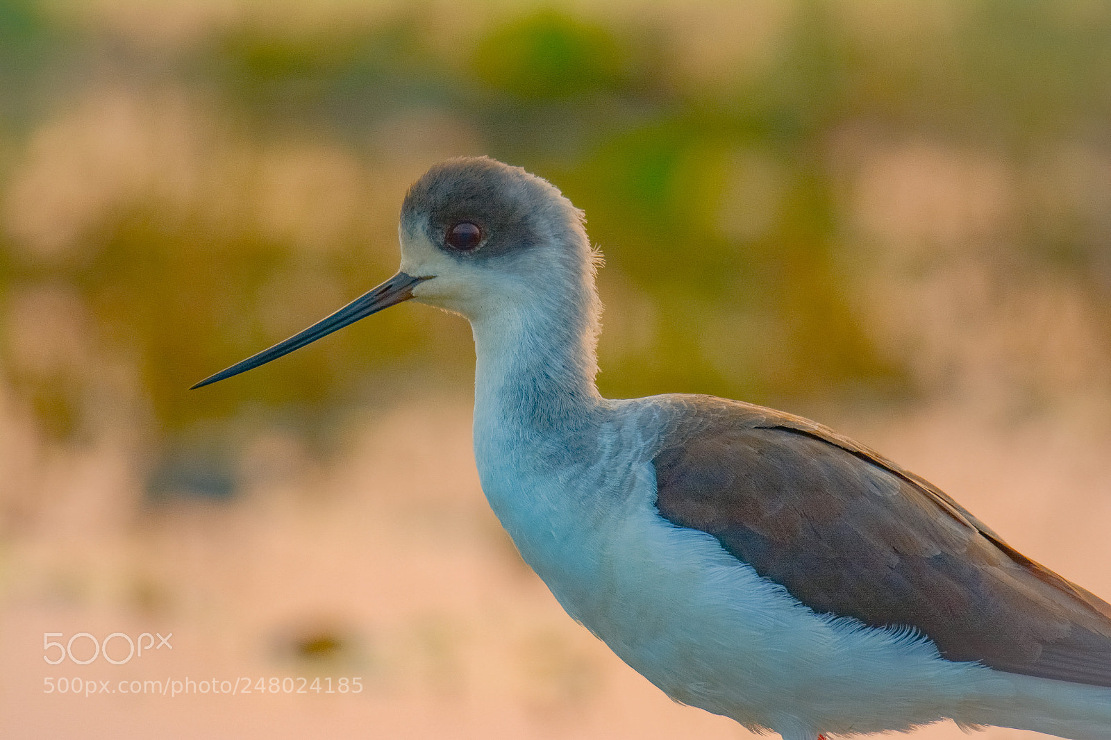 Nikon D7100 sample photo. Black winged stilt photography
