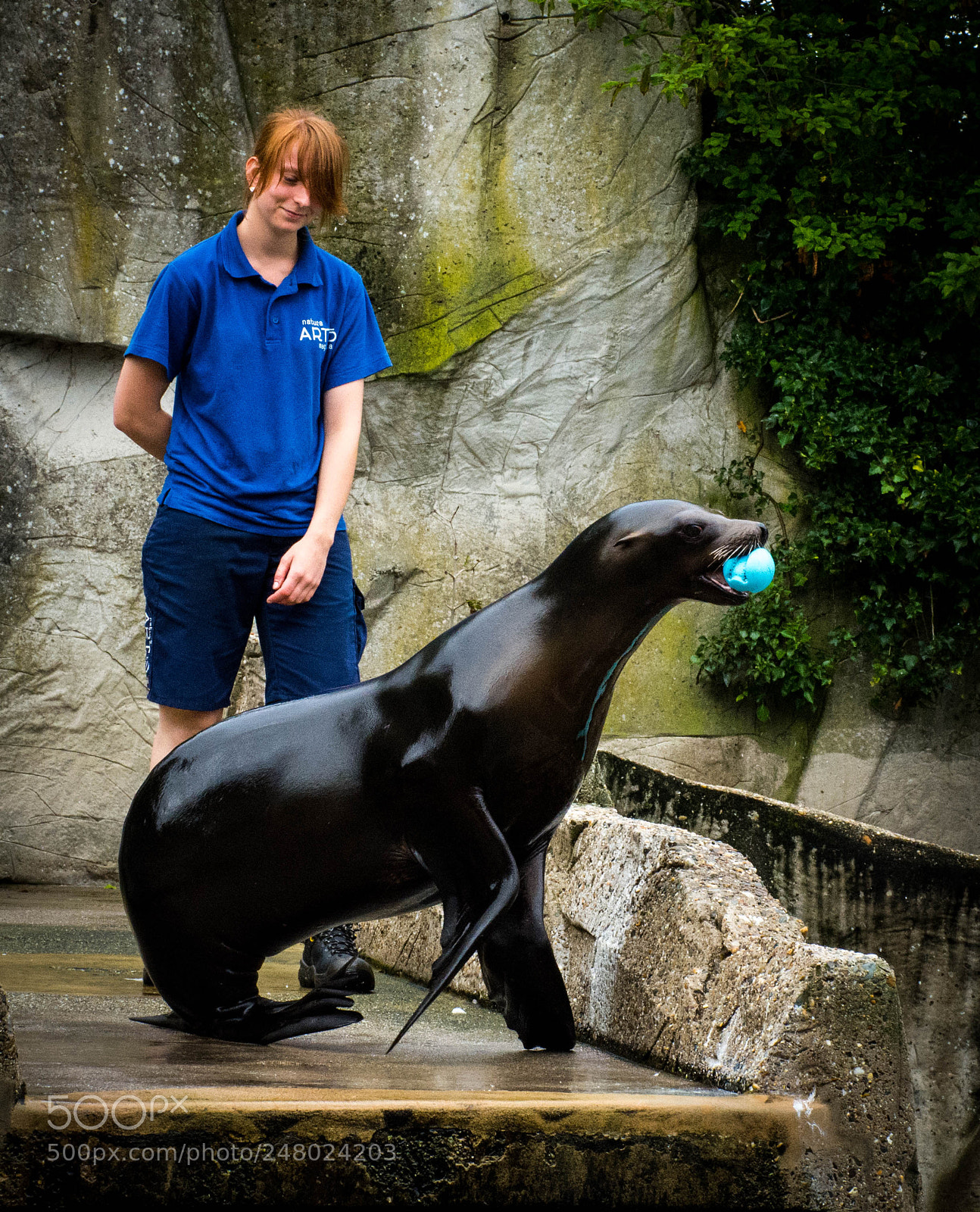 Nikon D7200 sample photo. A playfull sealion photography