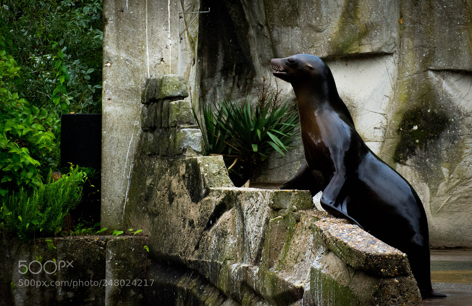 Nikon D7200 sample photo. The sealion photography