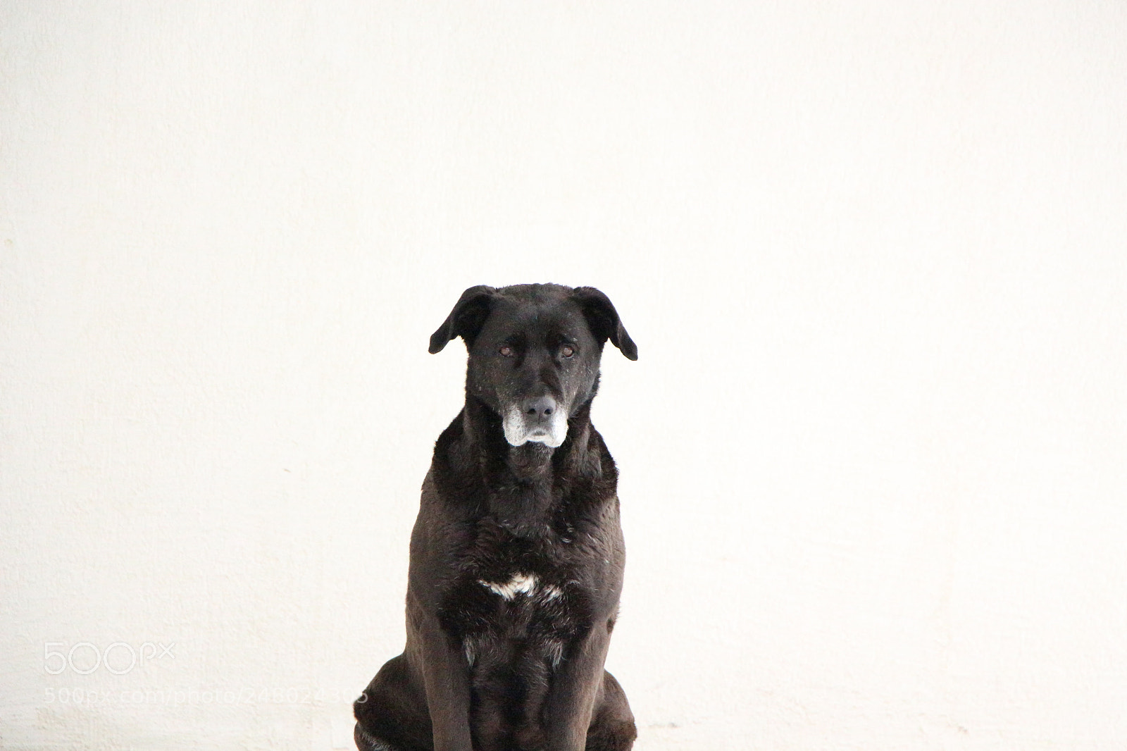 Canon EOS 650D (EOS Rebel T4i / EOS Kiss X6i) sample photo. Dog photography