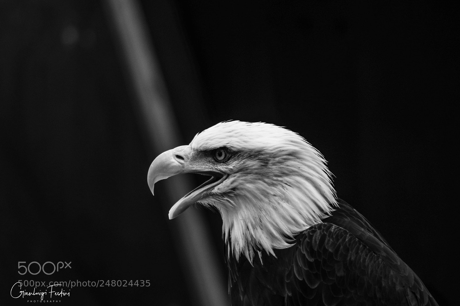 Pentax K-3 sample photo. Eagle photography