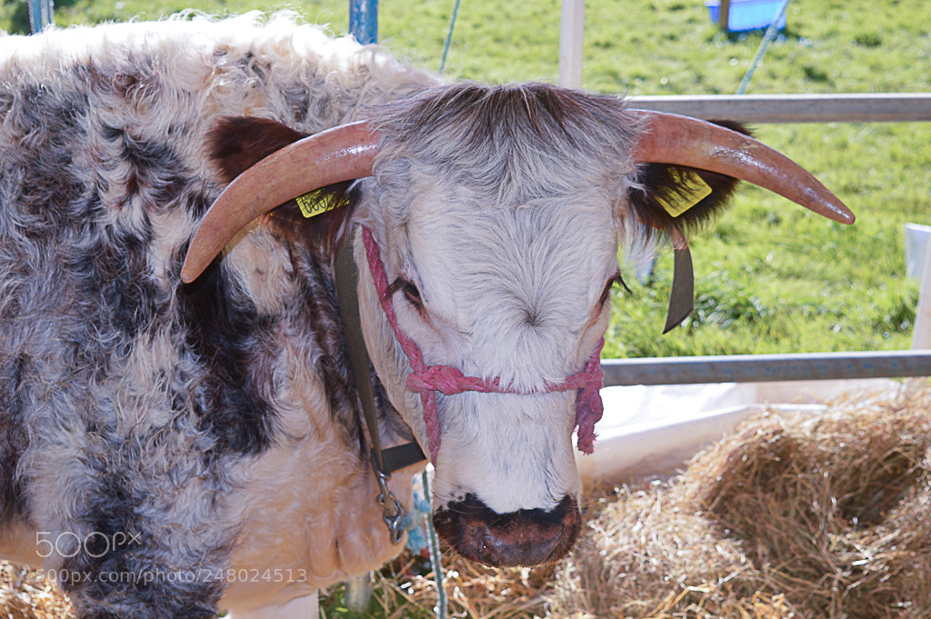 Nikon D3200 sample photo. 2015 09 26_0411.jpg photography