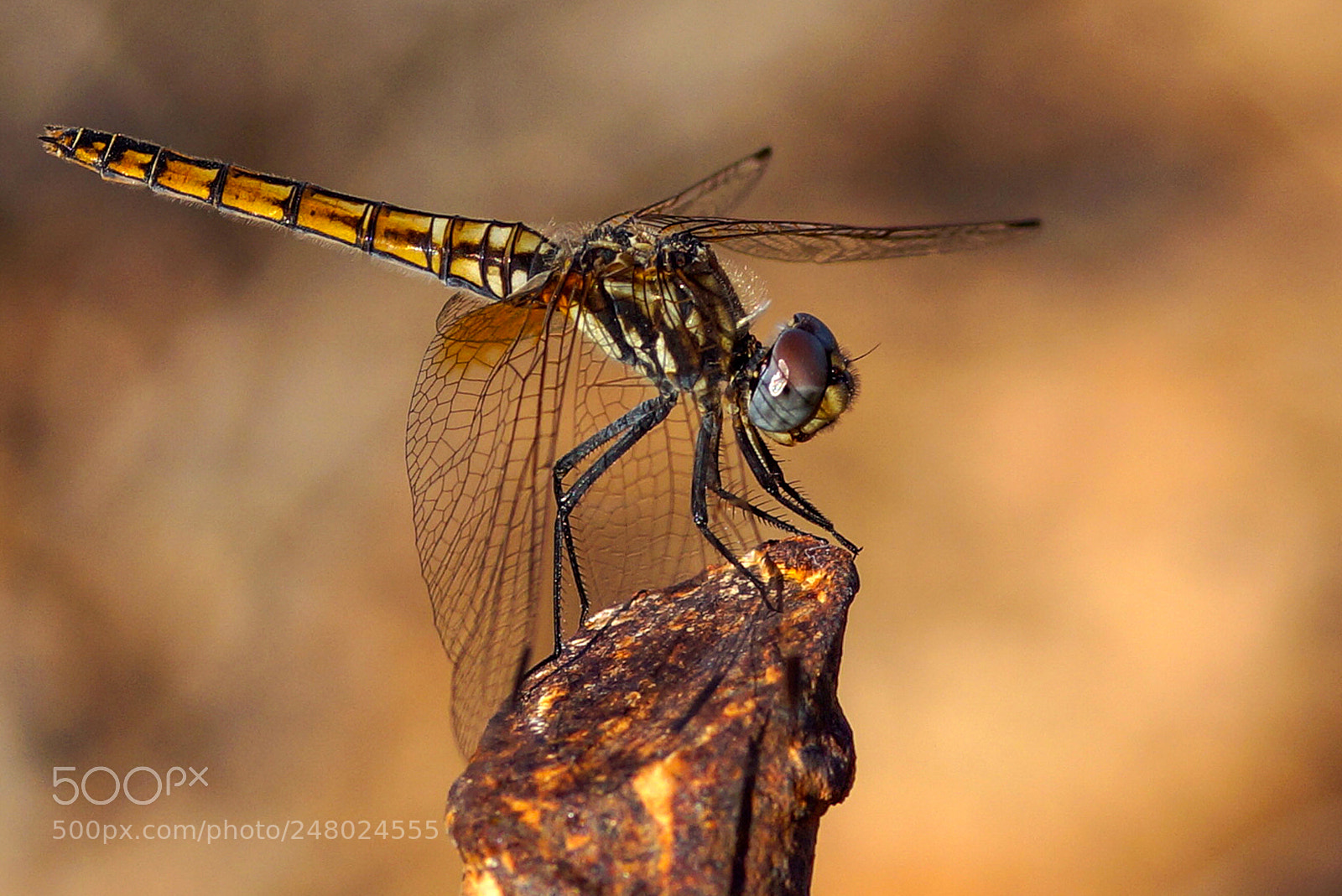 Sony Alpha NEX-7 sample photo. Libelle photography