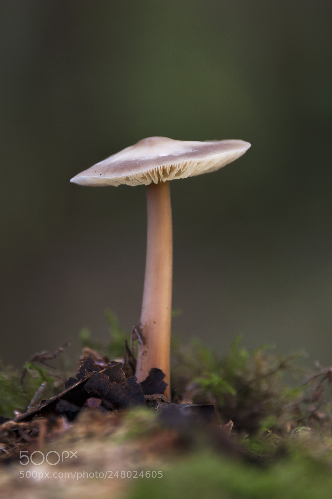 Nikon D3 sample photo. Gills on show photography
