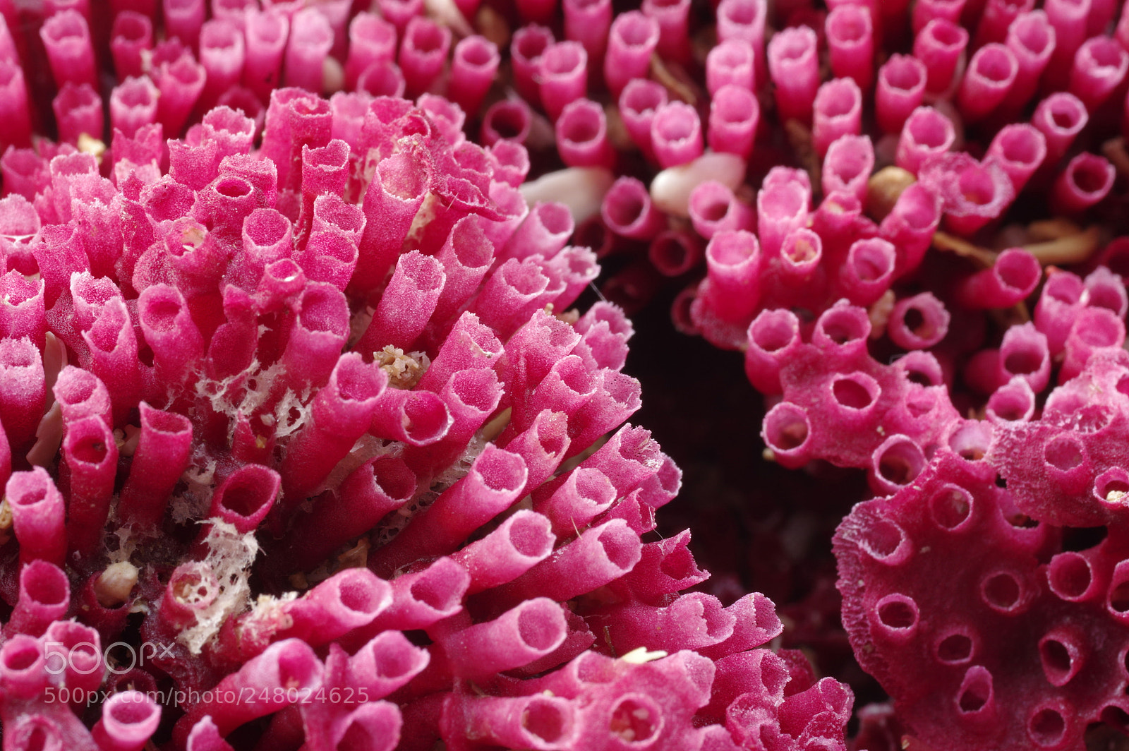 Pentax K-3 sample photo. Red coral. photography