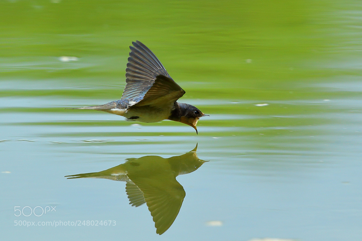 Canon EOS-1D X sample photo. Drink water swallow photography