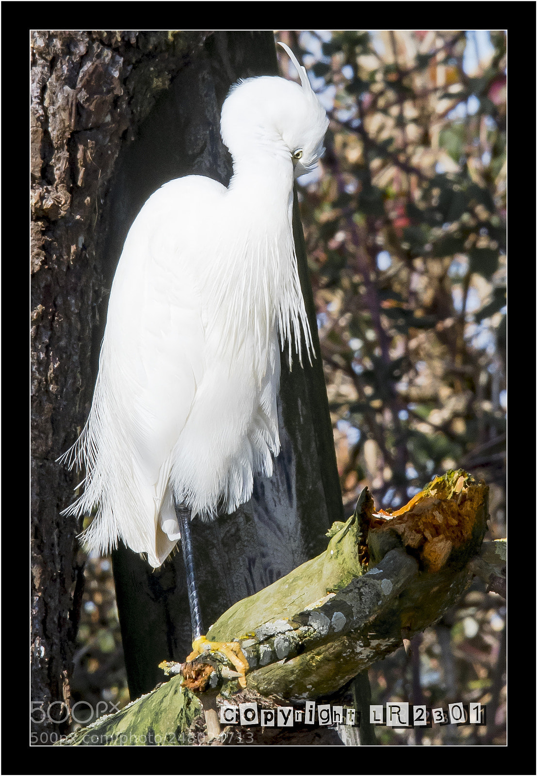 Nikon D500 sample photo. Grande aigrette photography