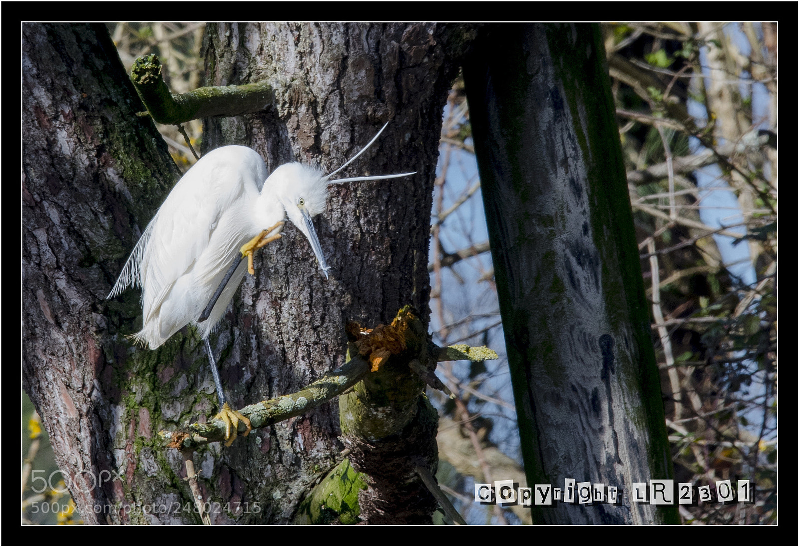 Nikon D500 sample photo. Grande aigrette photography