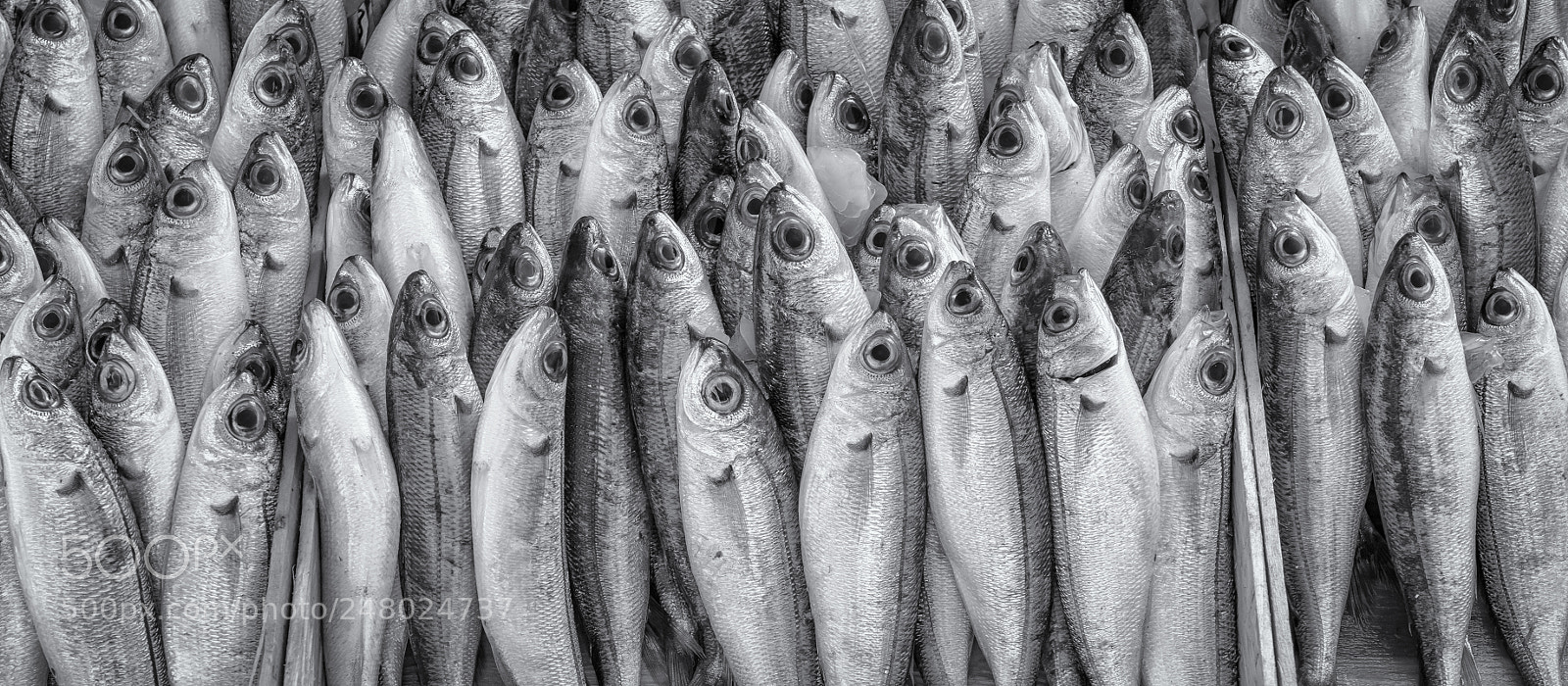 Nikon D810 sample photo. The "eyes" have it photography
