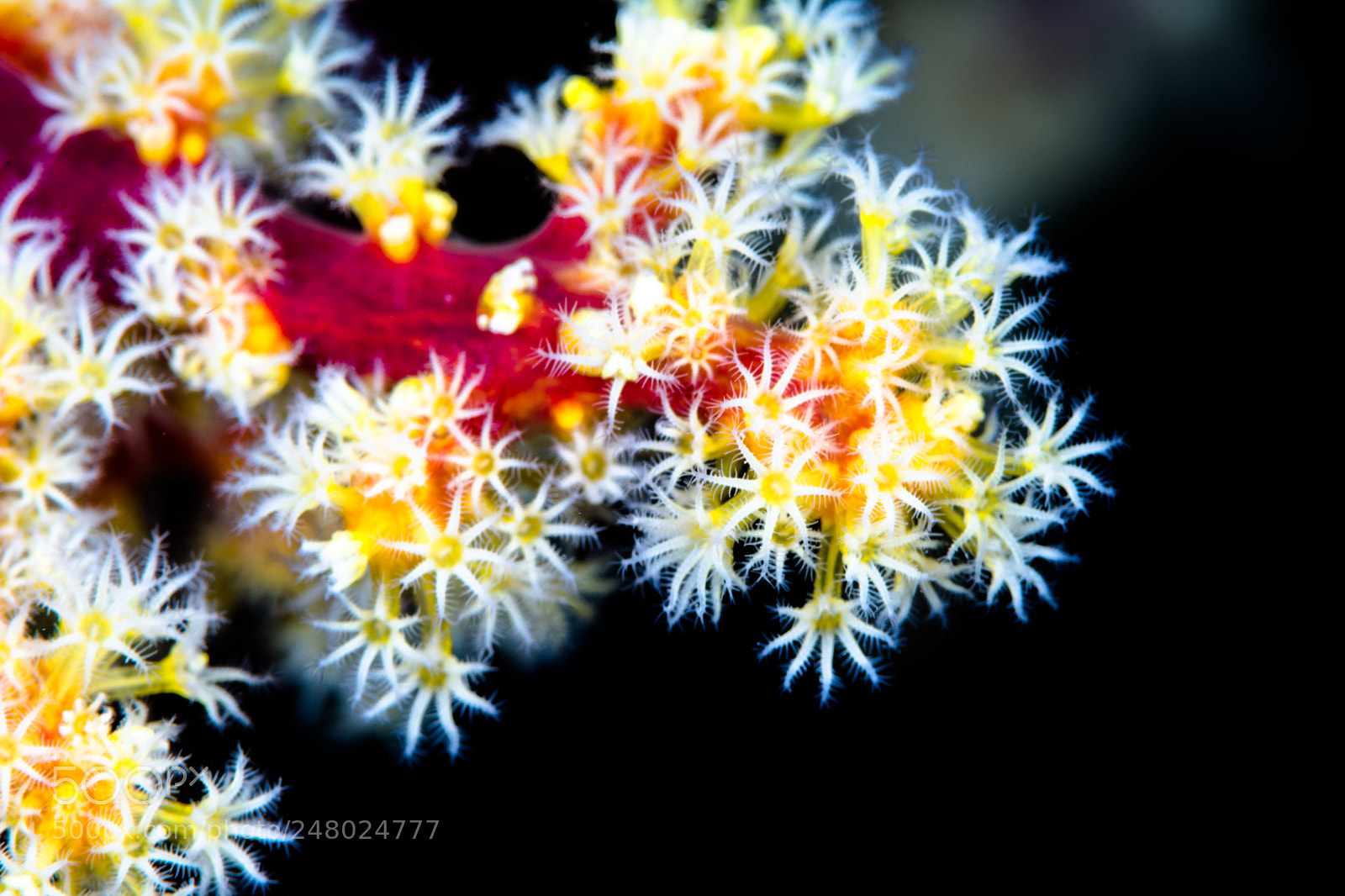Nikon D7100 sample photo. Soft coral photography