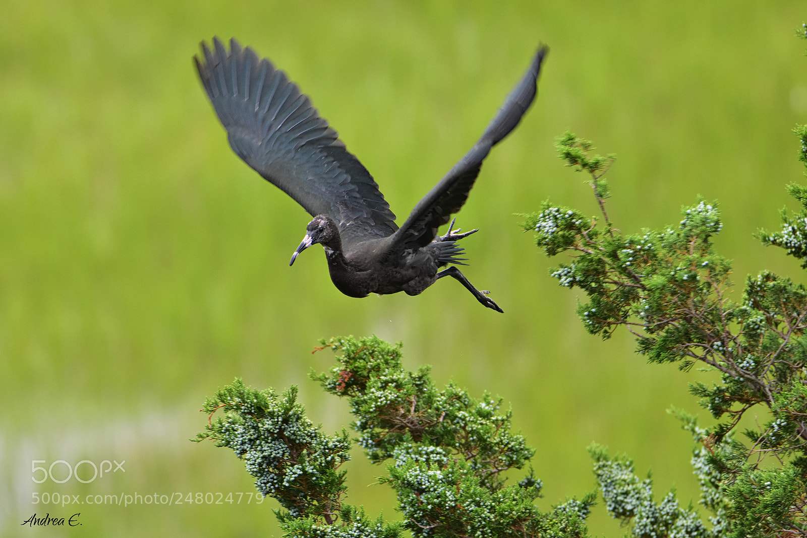 Nikon D7200 sample photo. Glossy ibis fledgling photography