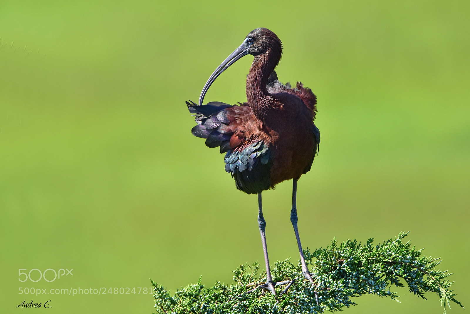 Nikon D7200 sample photo. Glossy ibis adult photography