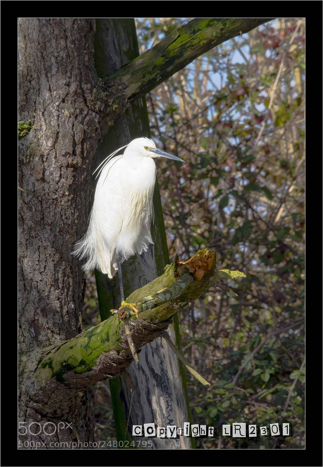 Nikon D500 sample photo. Grande aigrette photography