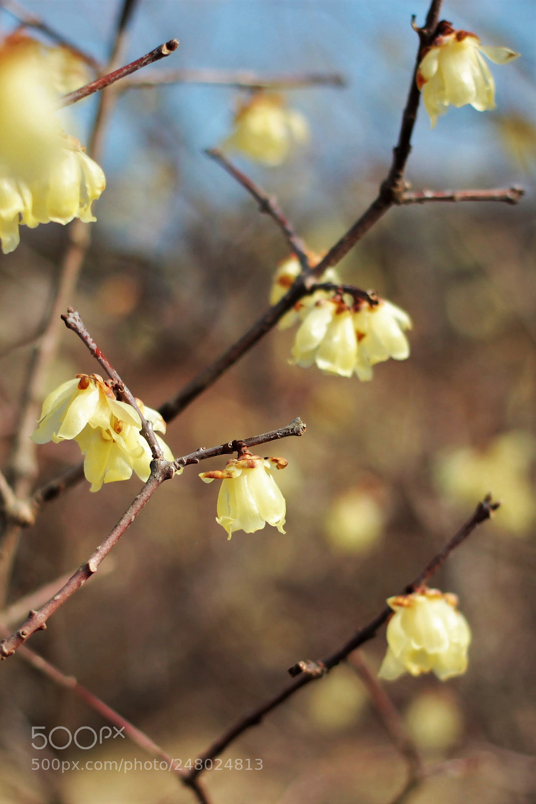 Canon EOS 600D (Rebel EOS T3i / EOS Kiss X5) sample photo. Wintersweet photography