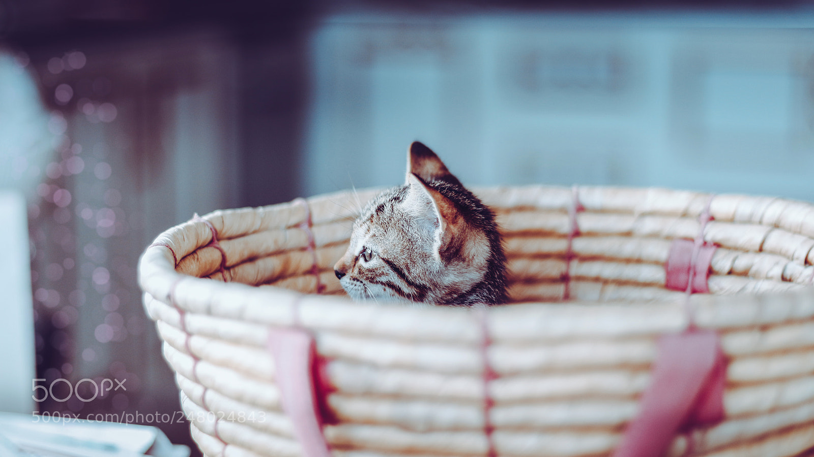 Canon EOS 700D (EOS Rebel T5i / EOS Kiss X7i) sample photo. Cat photography