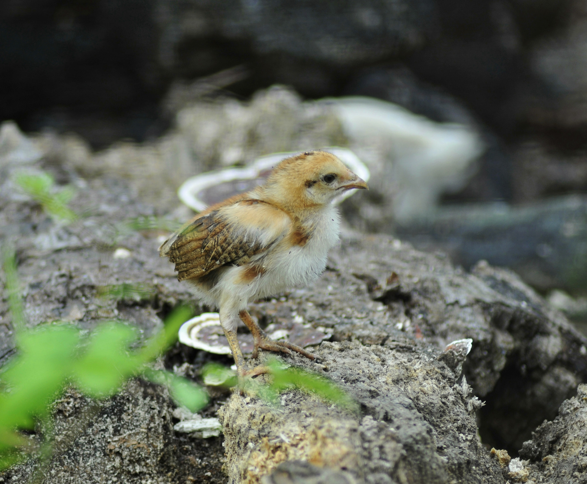 Nikon AF Nikkor 70-300mm F4-5.6G sample photo. Chick photography