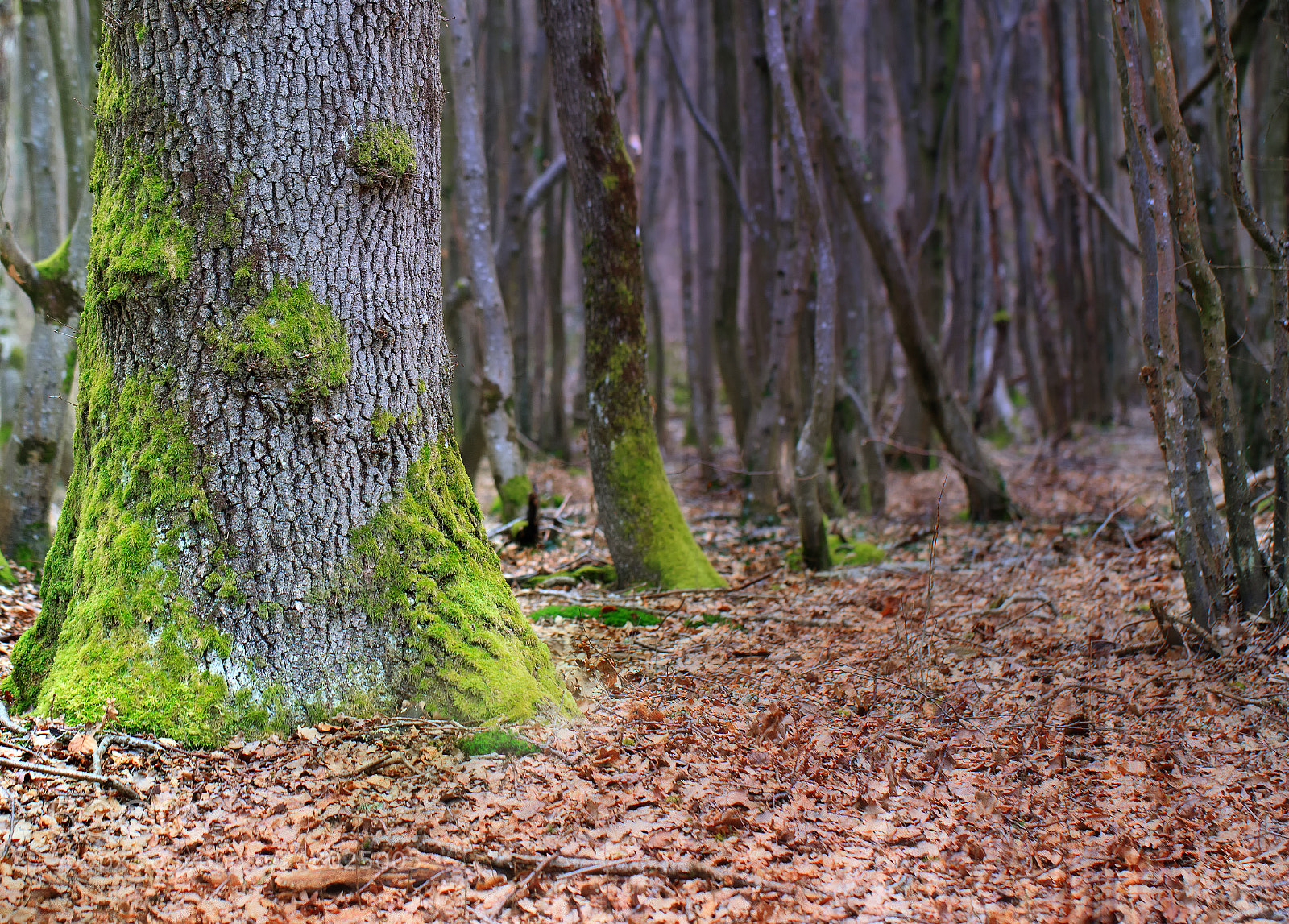 Canon EOS 7D Mark II sample photo. Ka photography