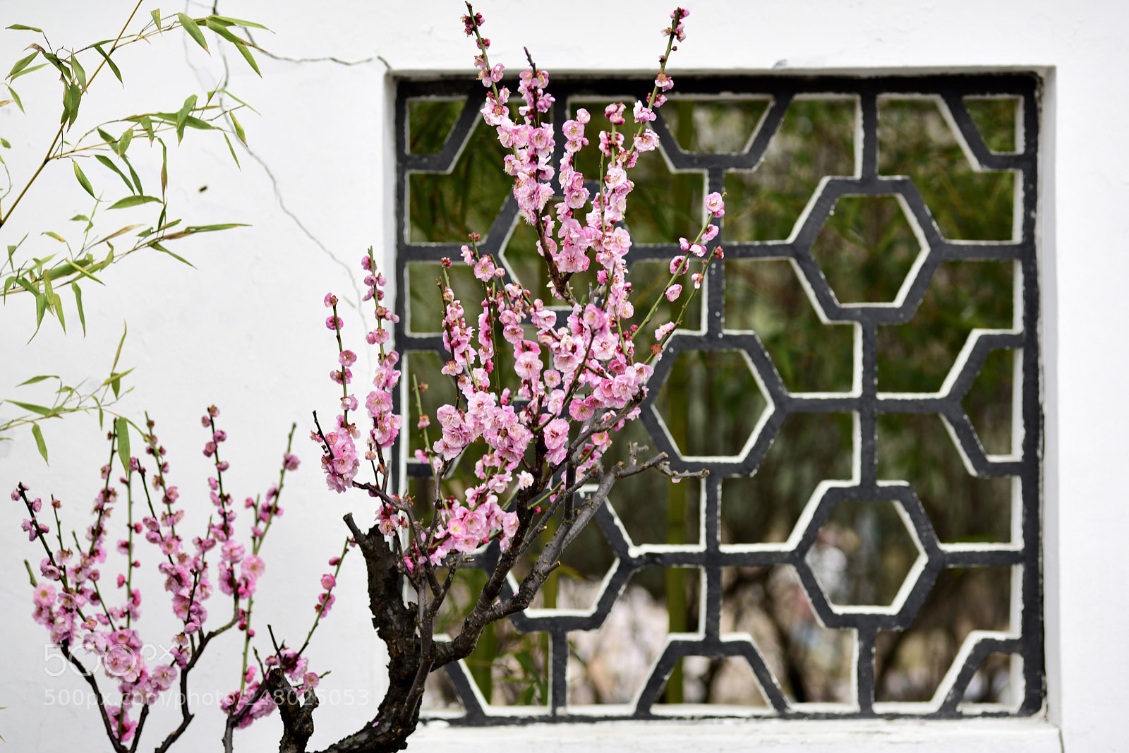Nikon D810 sample photo. 梅花iv photography