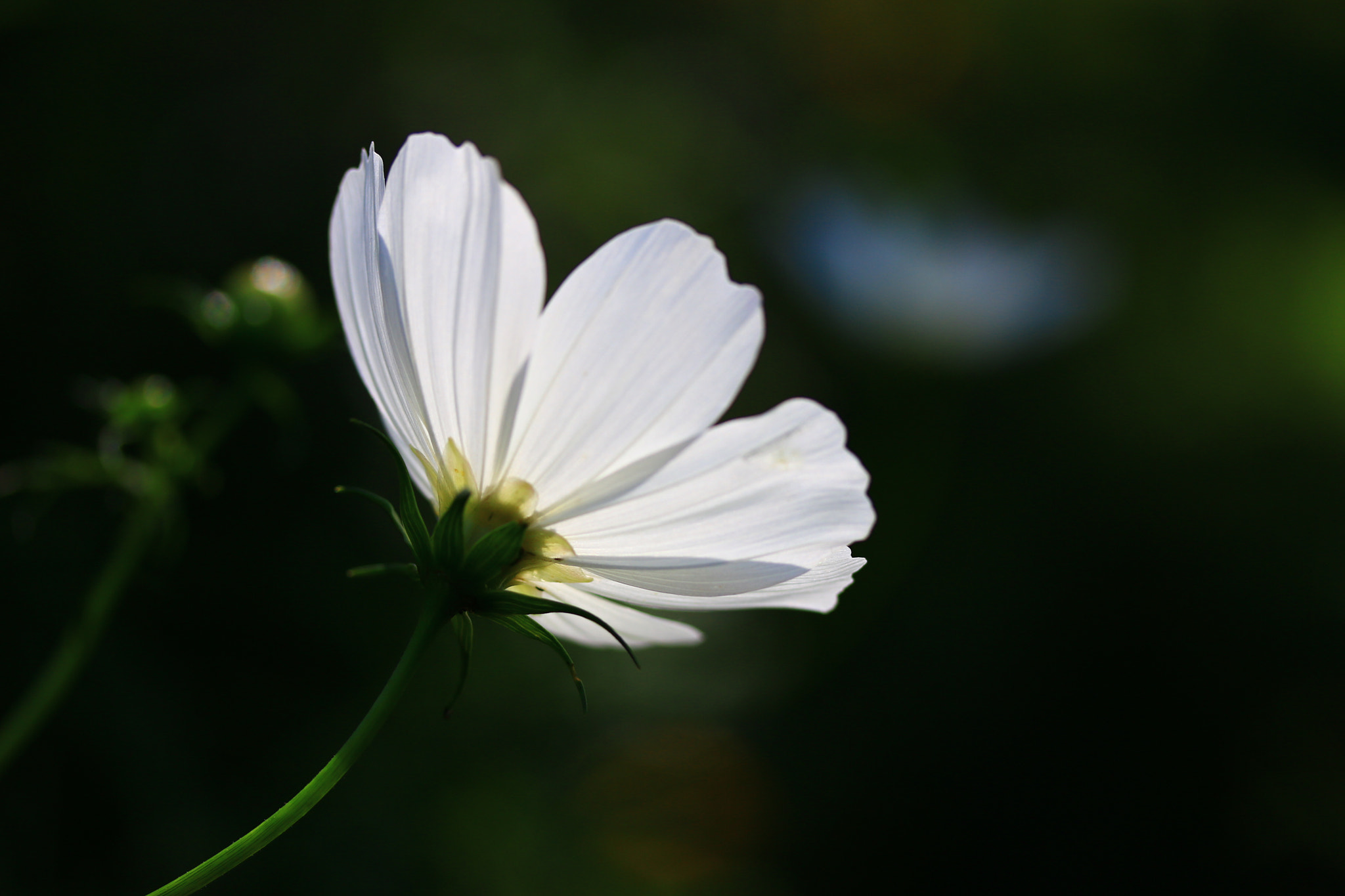Canon EF-S 60mm F2.8 Macro USM sample photo. Glowing white photography