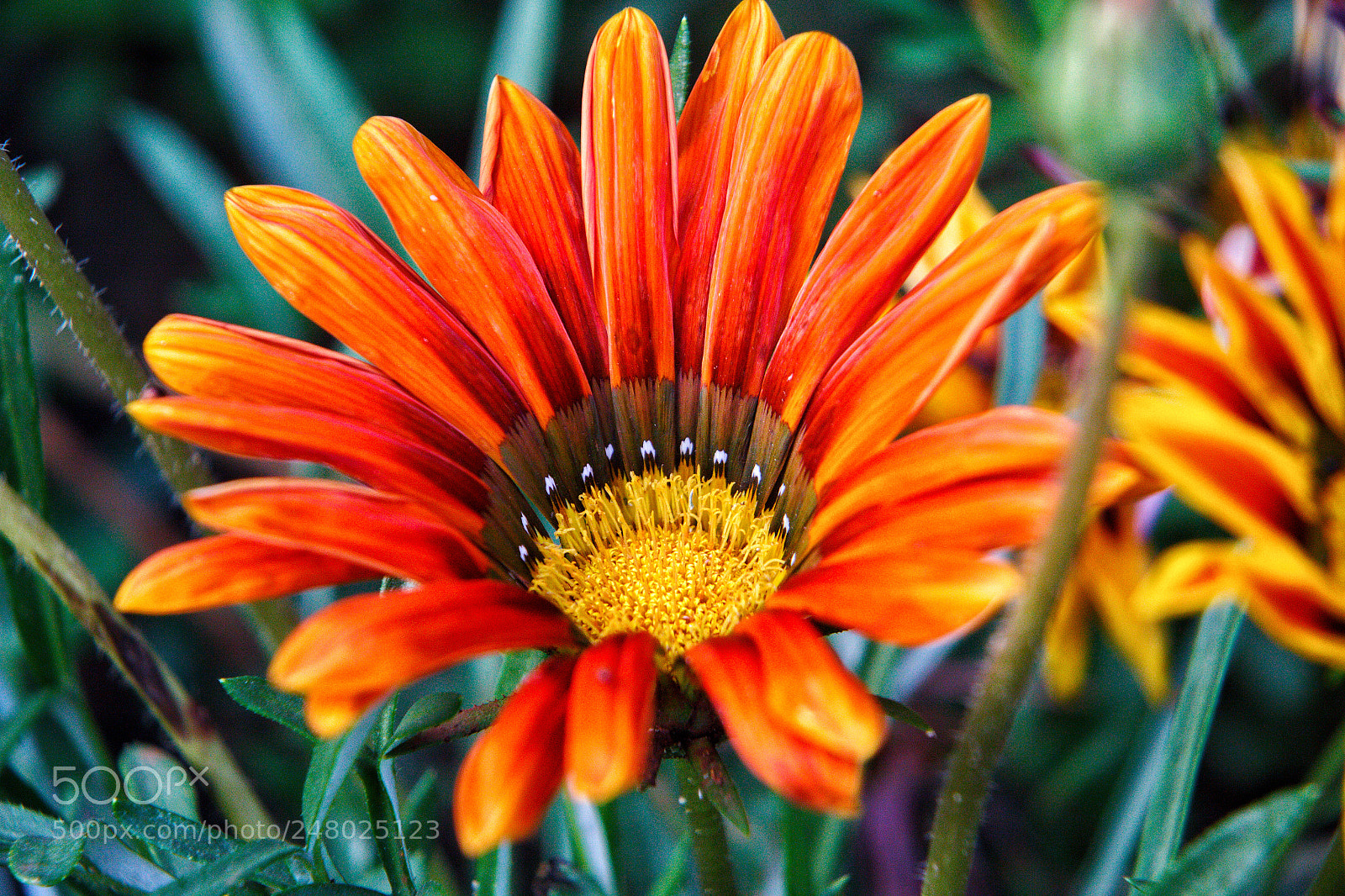 Canon EOS 700D (EOS Rebel T5i / EOS Kiss X7i) sample photo. Orange gerbera photography