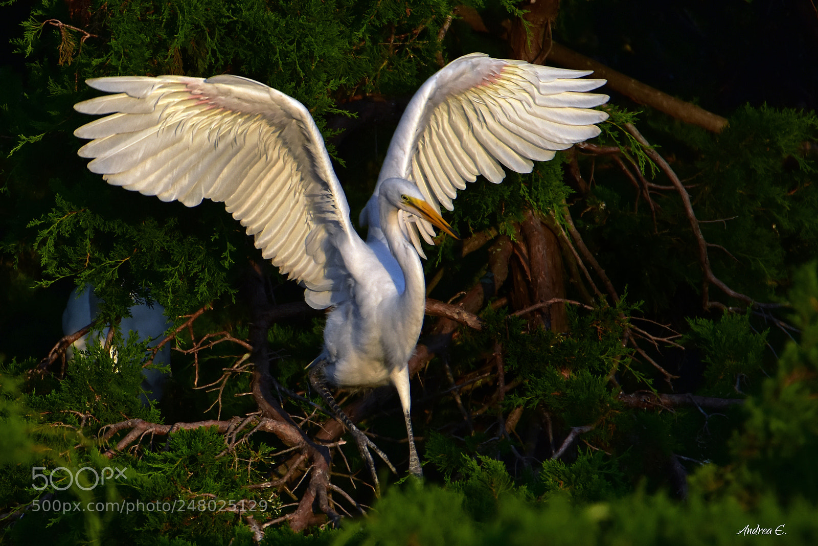 Nikon D7200 sample photo. Great egret photography