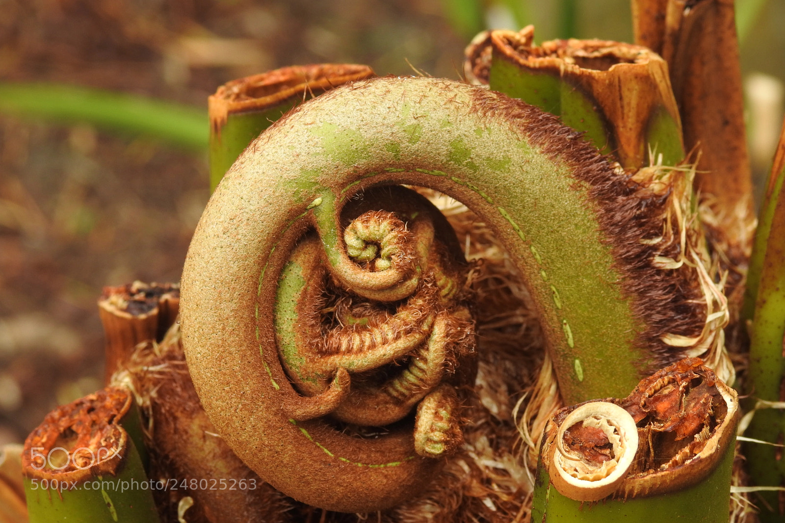 Nikon Coolpix P900 sample photo. Tree fern photography