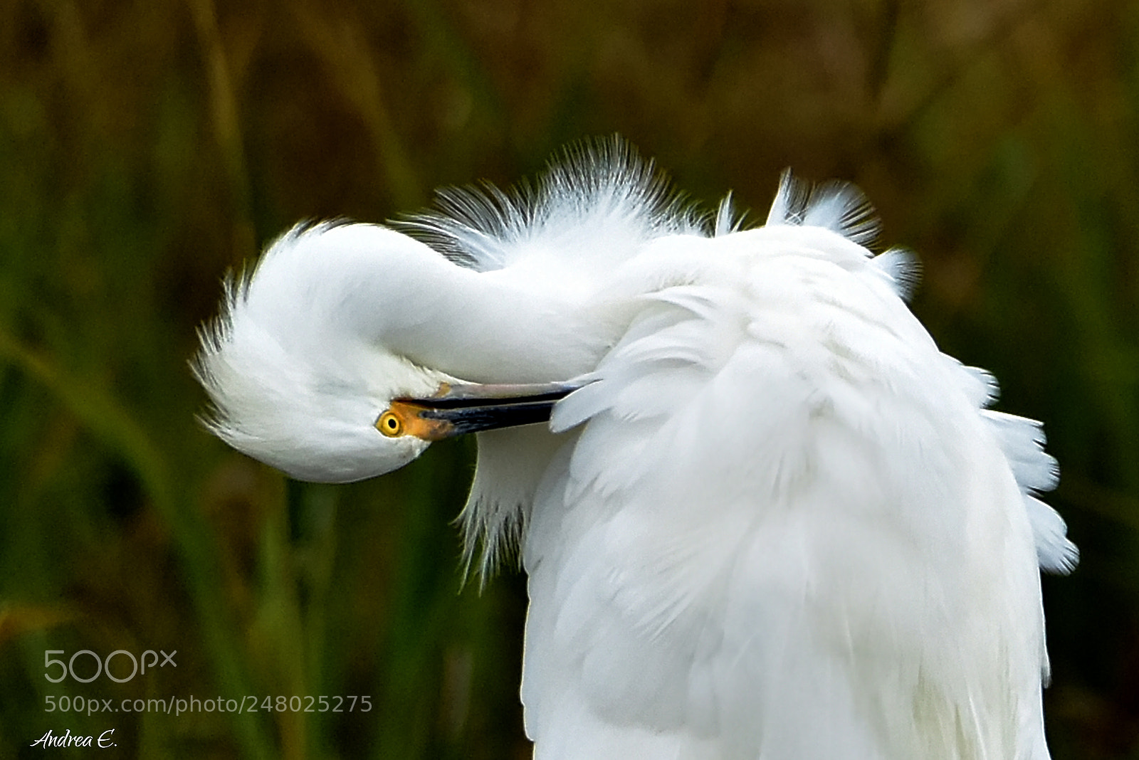 Nikon D7200 sample photo. Snowy egret photography