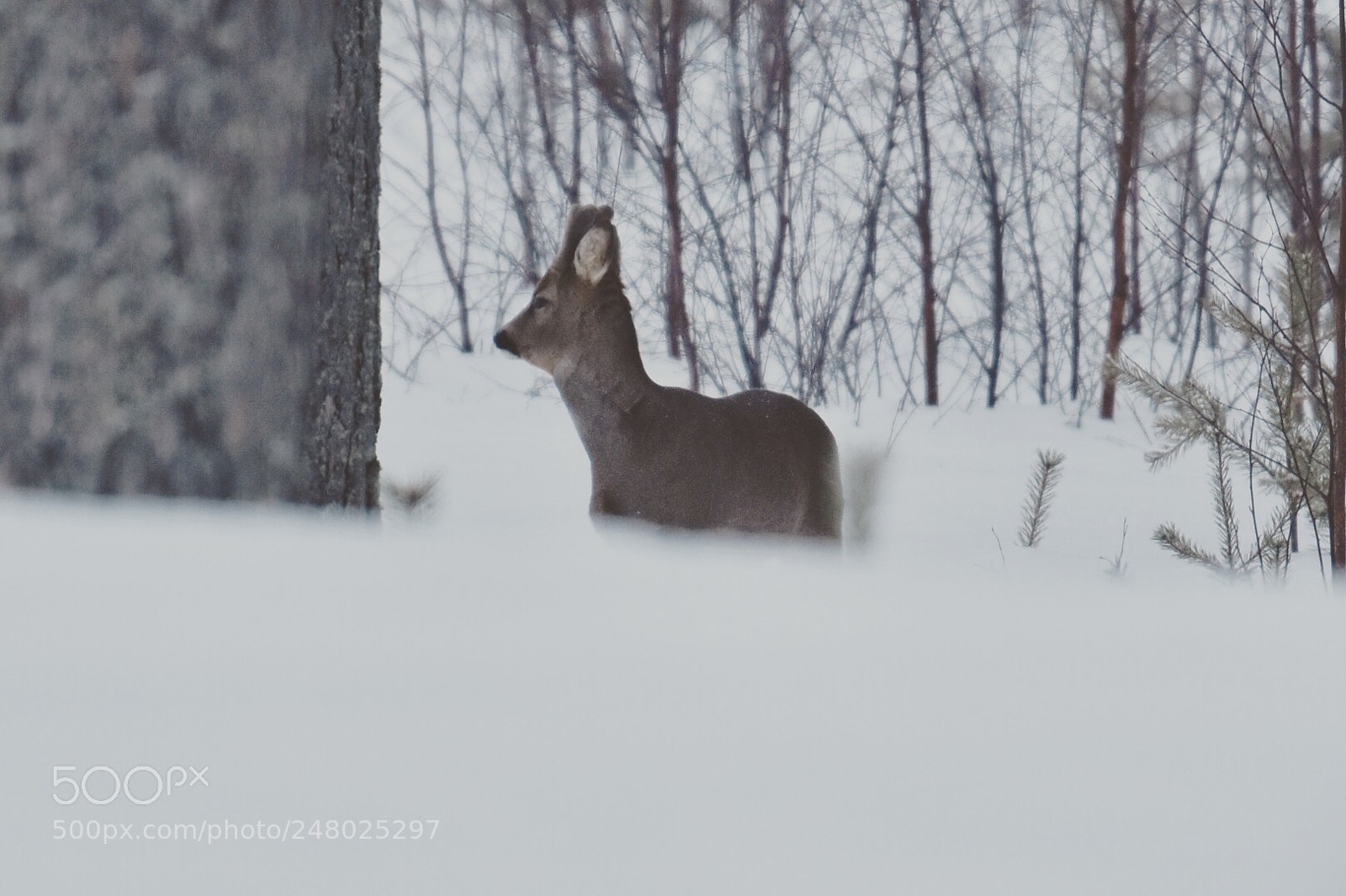 Nikon D7200 sample photo. Oh deer photography