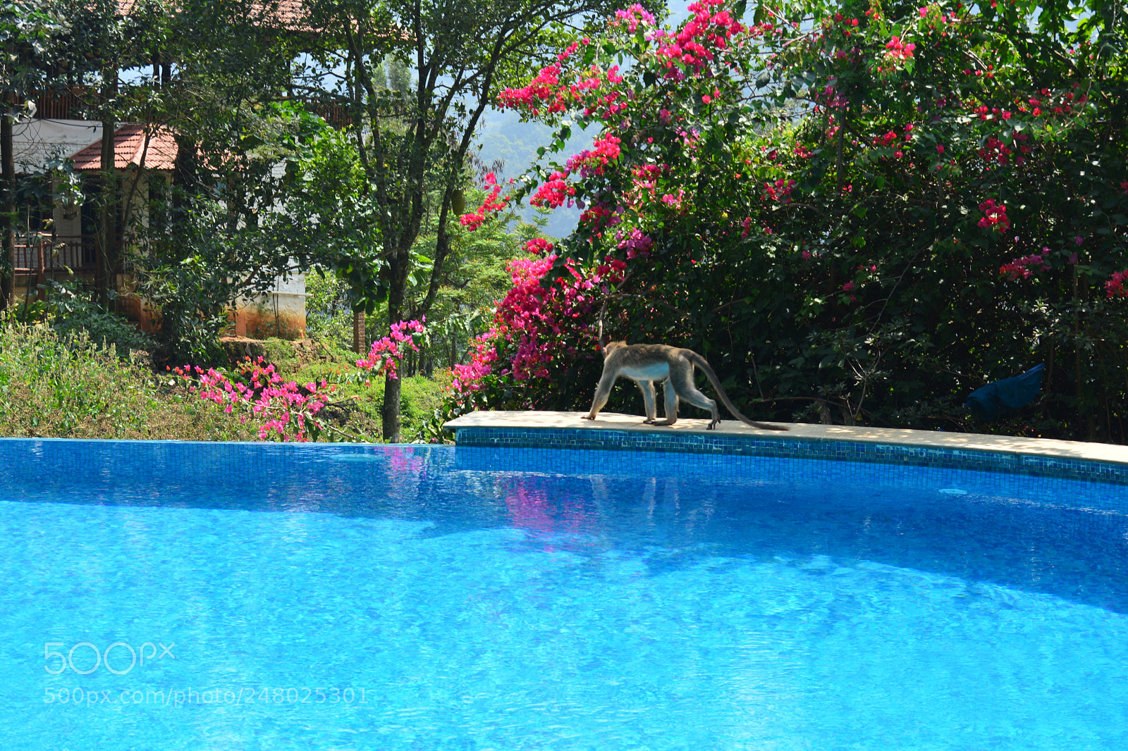 Nikon D5200 sample photo. Monkey-swimming pool photography