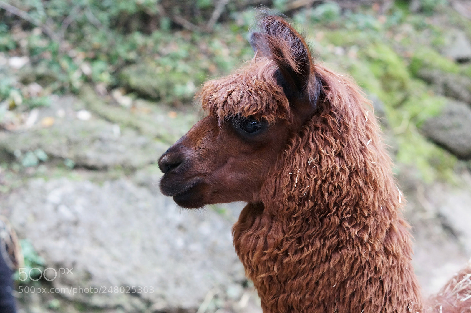 Sony Alpha NEX-5R sample photo. Alpaca photography