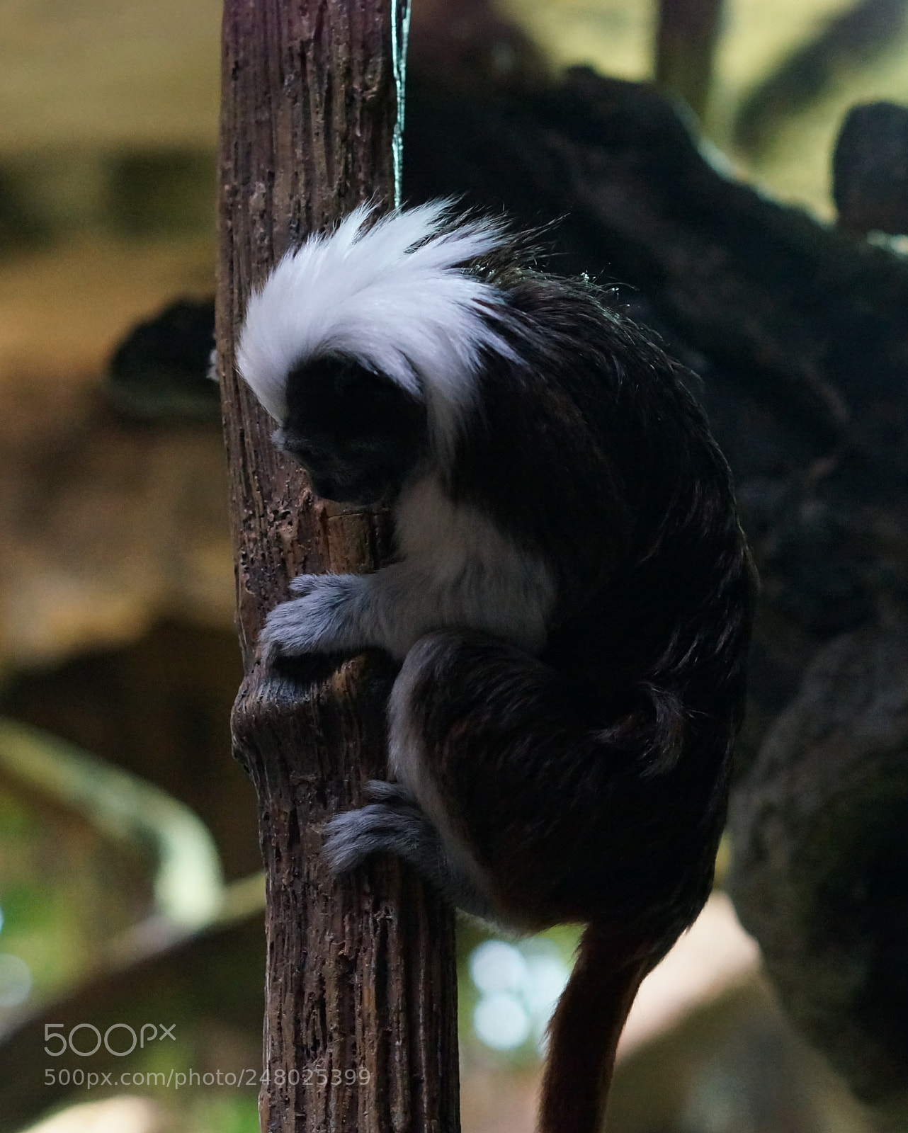 Sony Alpha NEX-5R sample photo. Monkey photography
