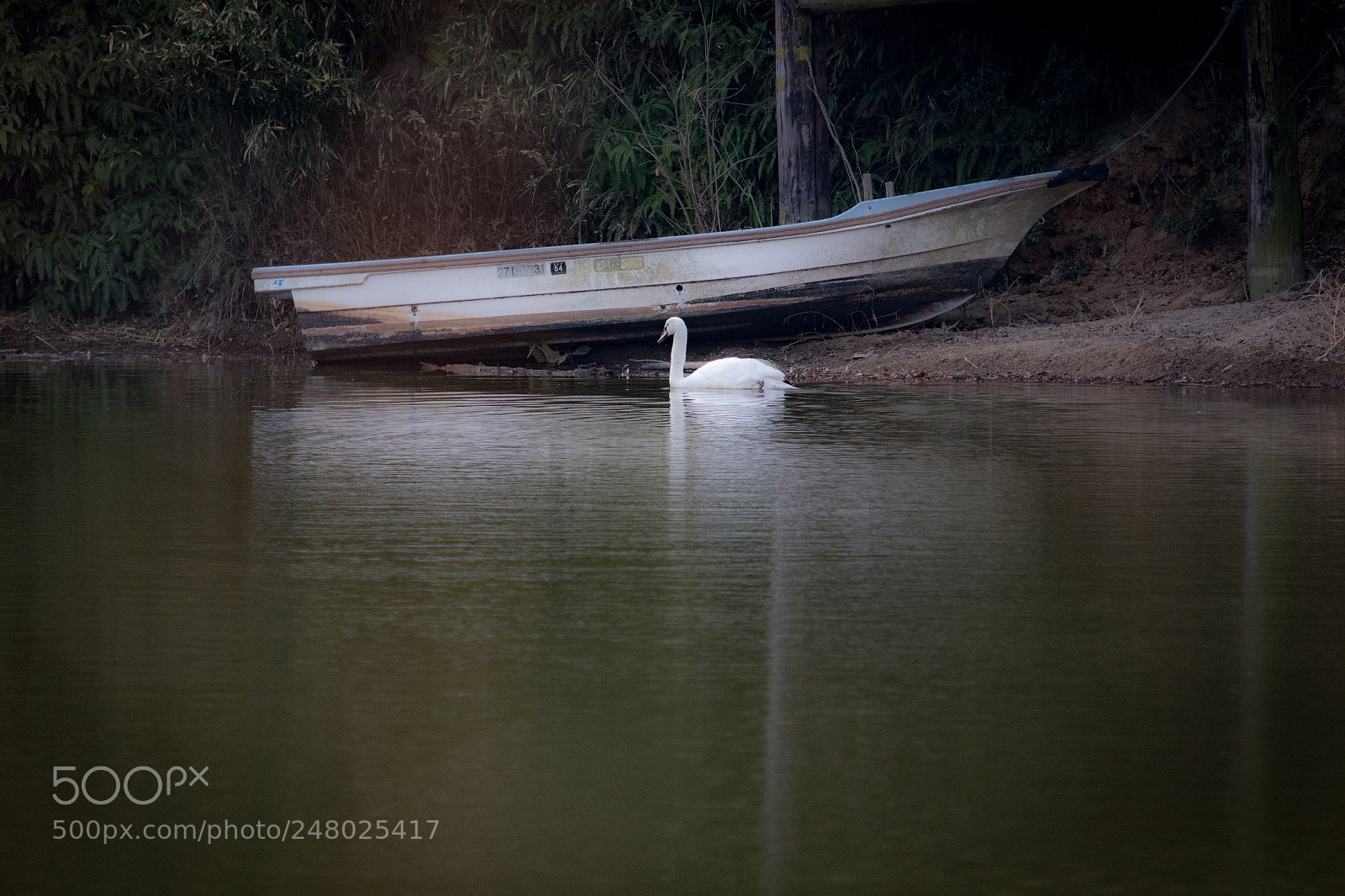 Canon EOS 7D Mark II sample photo. Swan photography