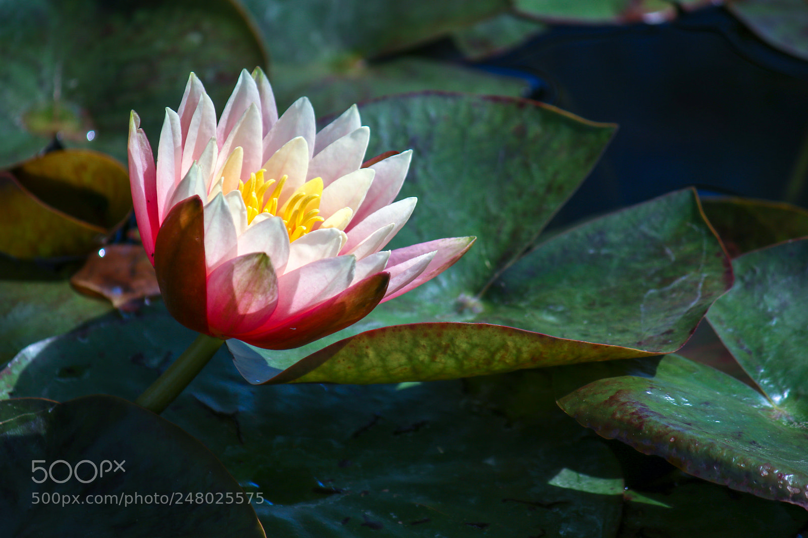 Canon EOS 80D sample photo. Water lily photography