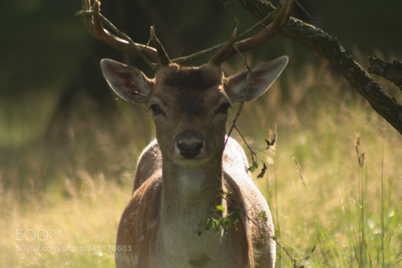 Canon EOS 350D (EOS Digital Rebel XT / EOS Kiss Digital N) sample photo. Fallow deer photography