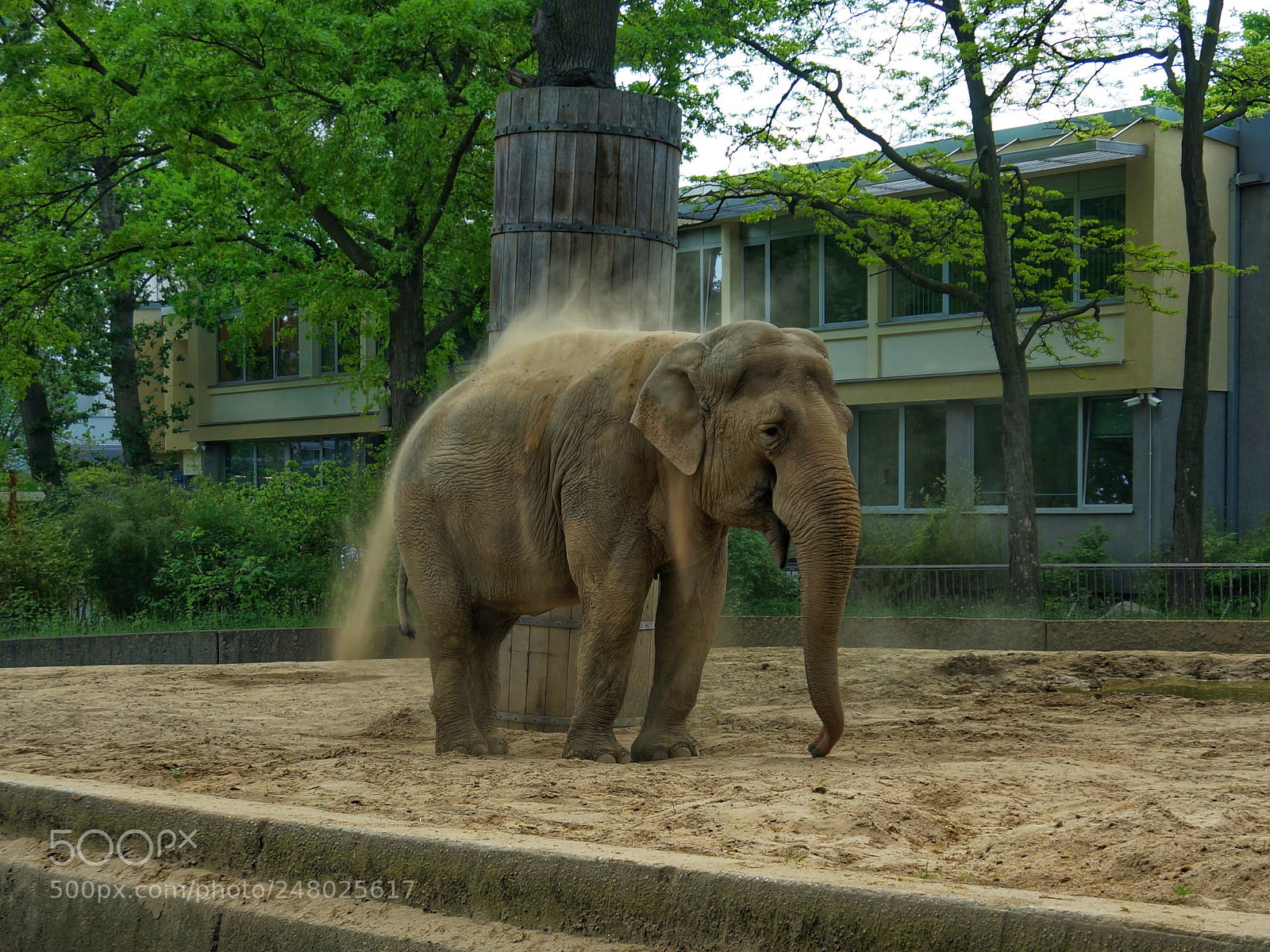 Sony Alpha NEX-5R sample photo. Elephant photography