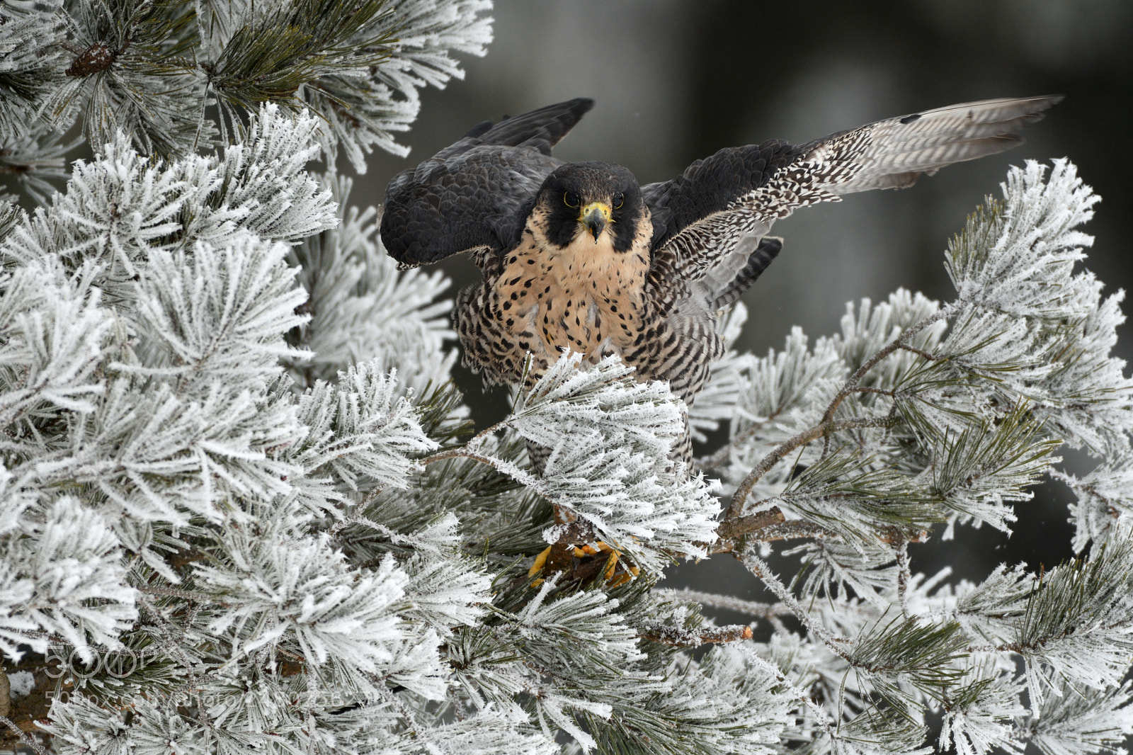 Nikon AF-S Nikkor 200-500mm F5.6E ED VR sample photo. Peregrine falcon photography
