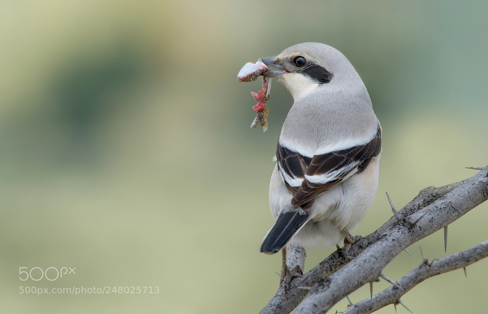 Nikon D500 sample photo. Great grey shrike photography