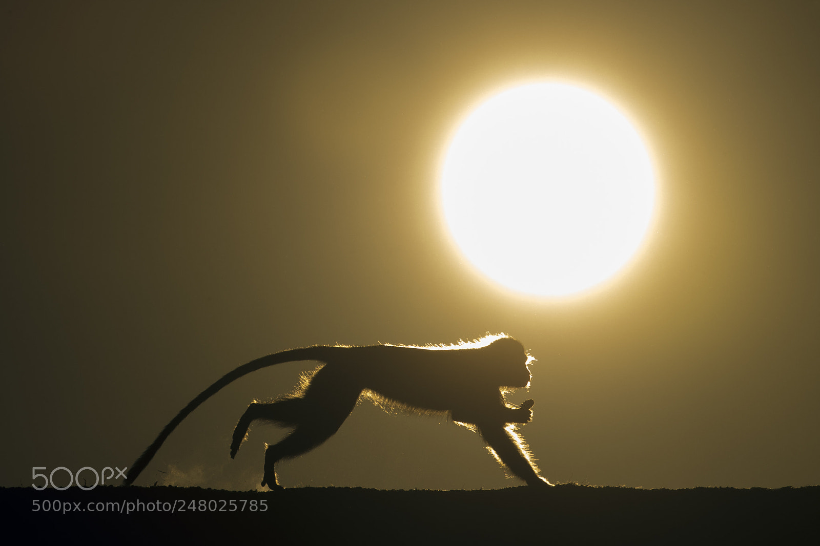 Canon EOS-1D X Mark II sample photo. Monkey photography
