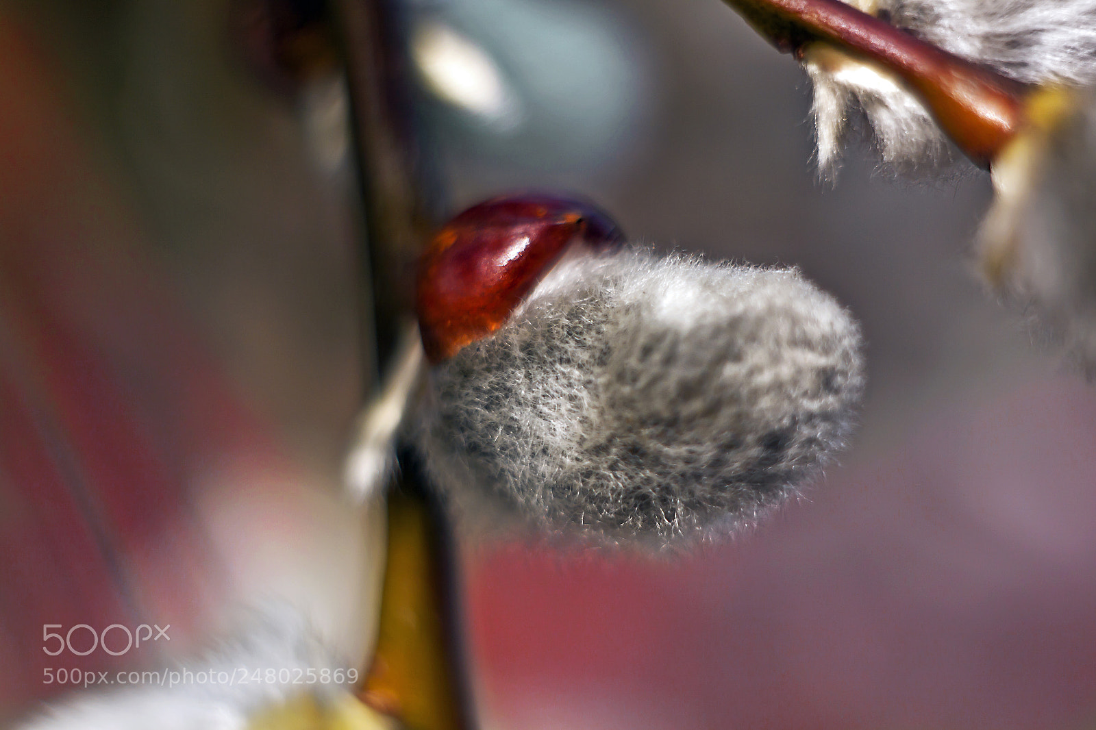 Canon EOS 50D sample photo. Untitled photography