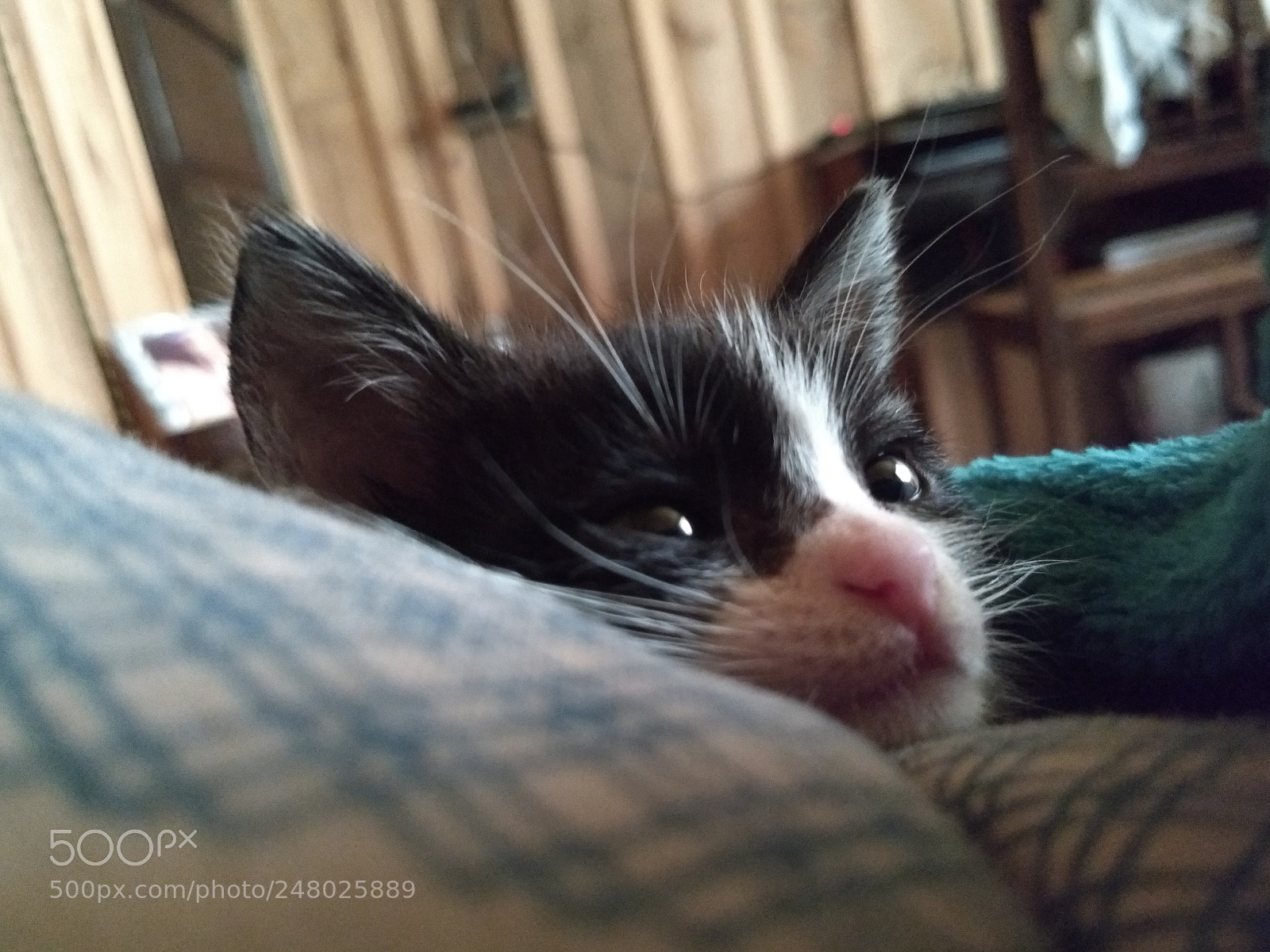 Motorola Moto G (5) Plus sample photo. Sleeping cat photography