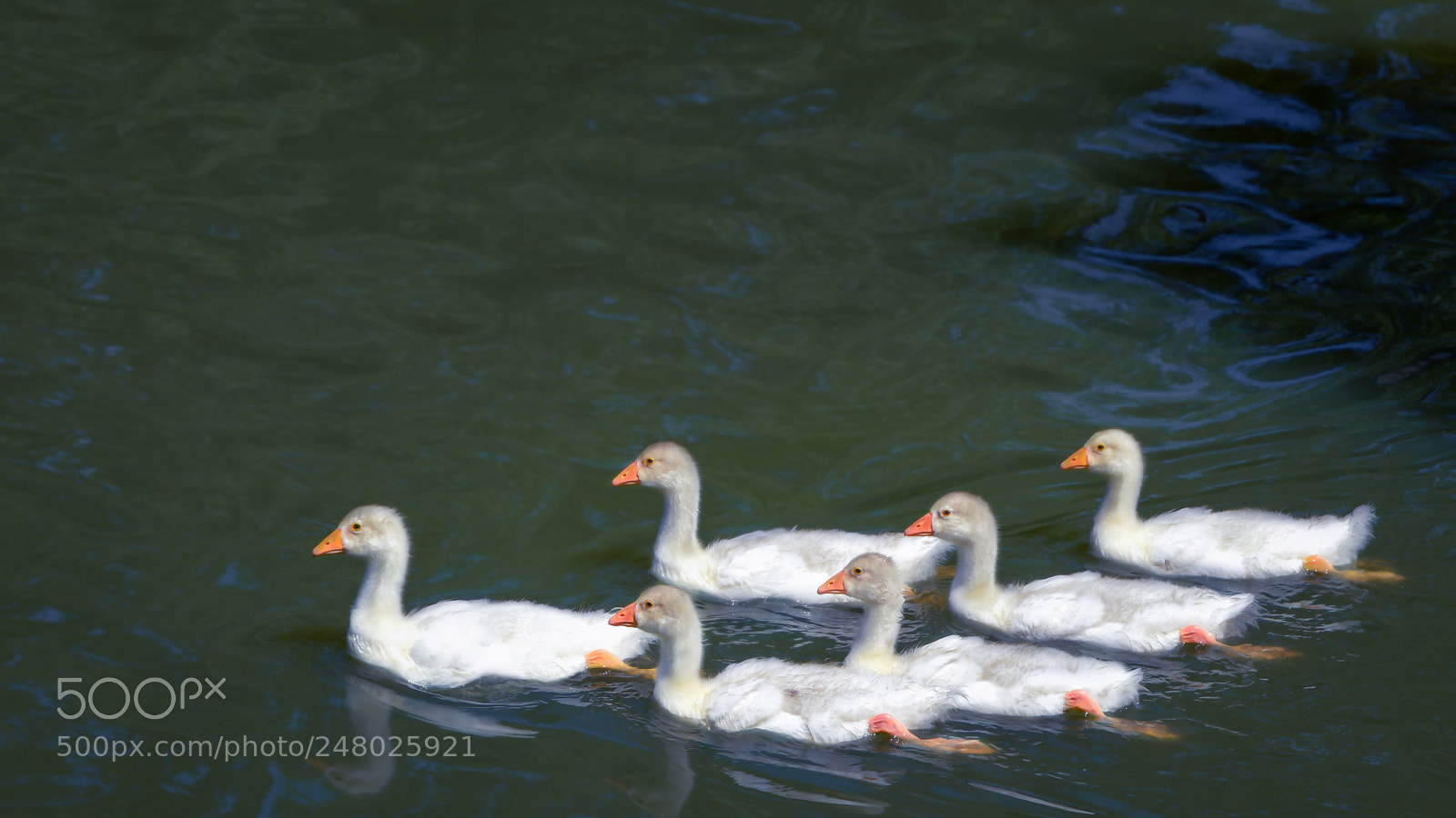 Nikon D3200 sample photo. Travel brothers photography