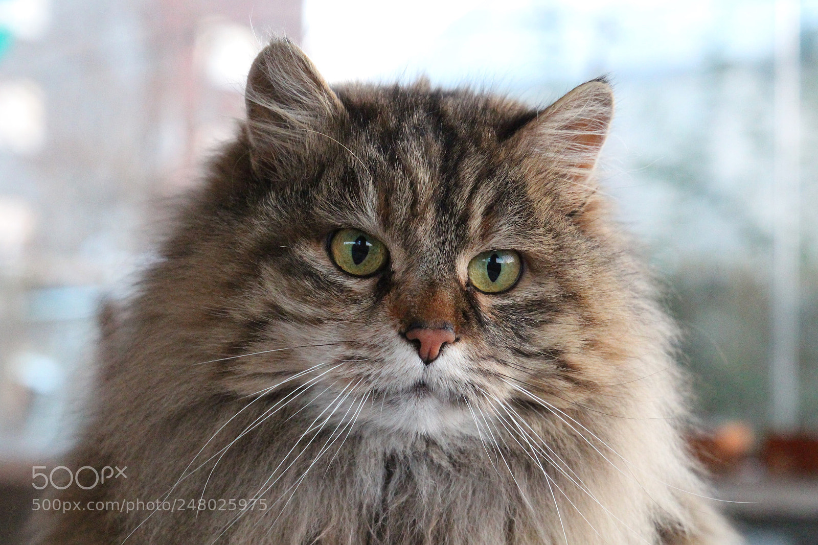 Canon EOS 700D (EOS Rebel T5i / EOS Kiss X7i) sample photo. Cloudy winter day for photography