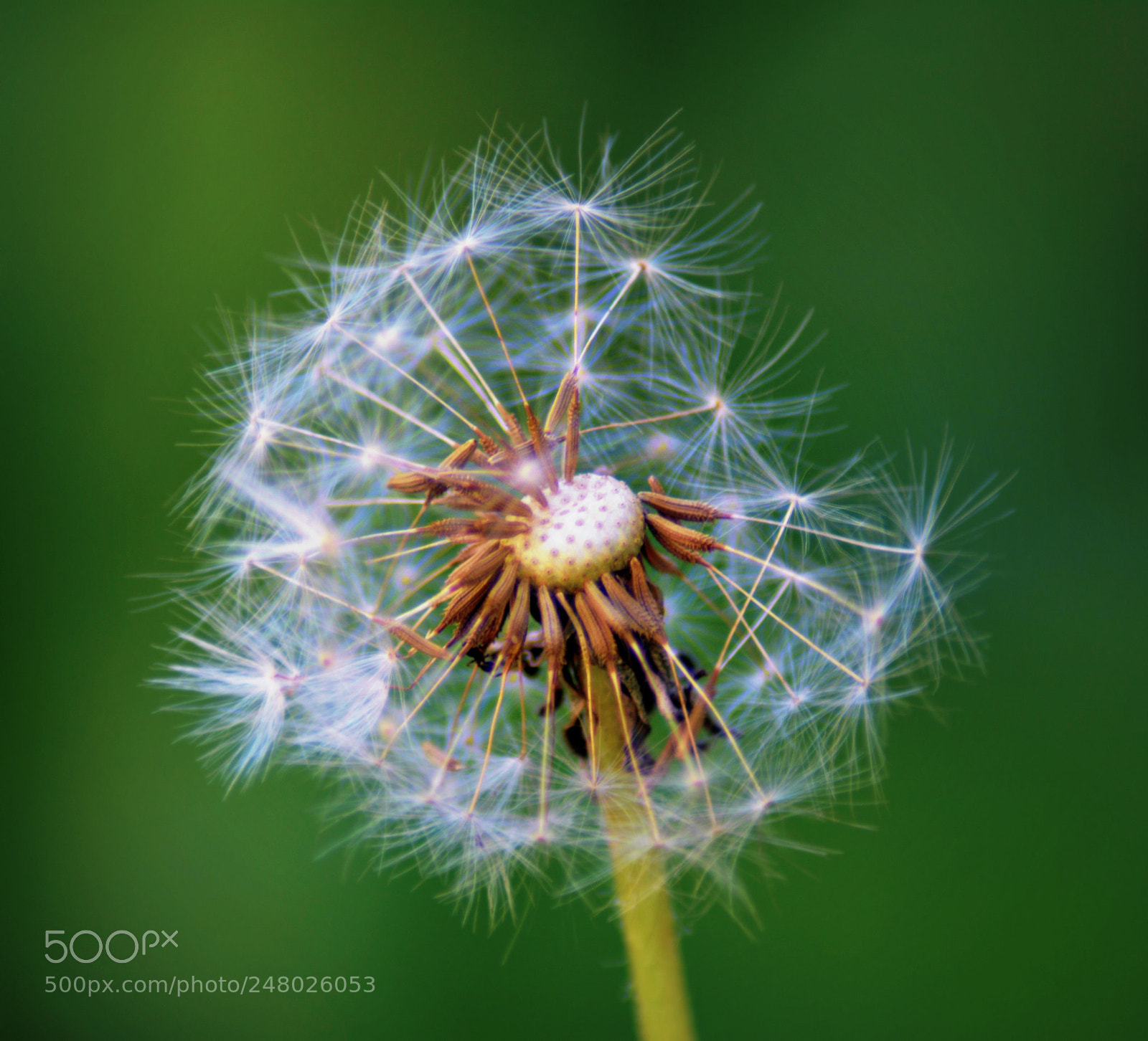 Nikon D5200 sample photo. Make a wish photography