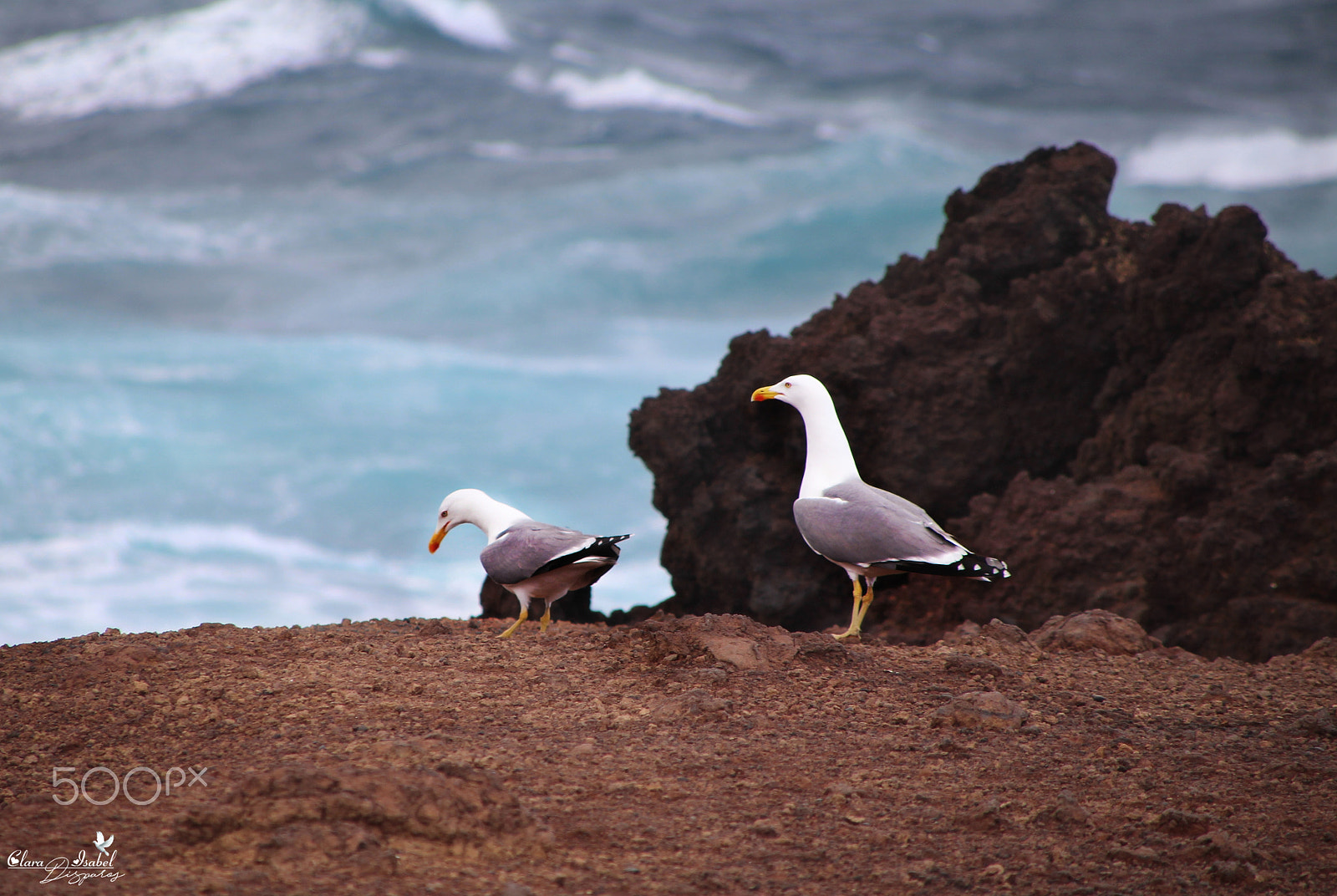 Canon TS-E 90mm F2.8 Tilt-Shift sample photo. Gaviotas.. photography