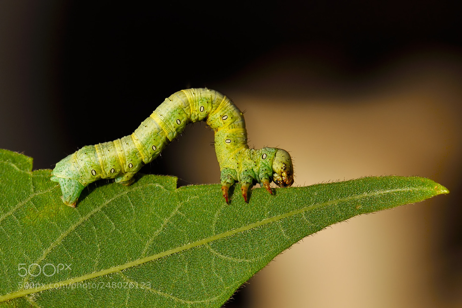 Nikon D90 sample photo. Green caterpillar photography