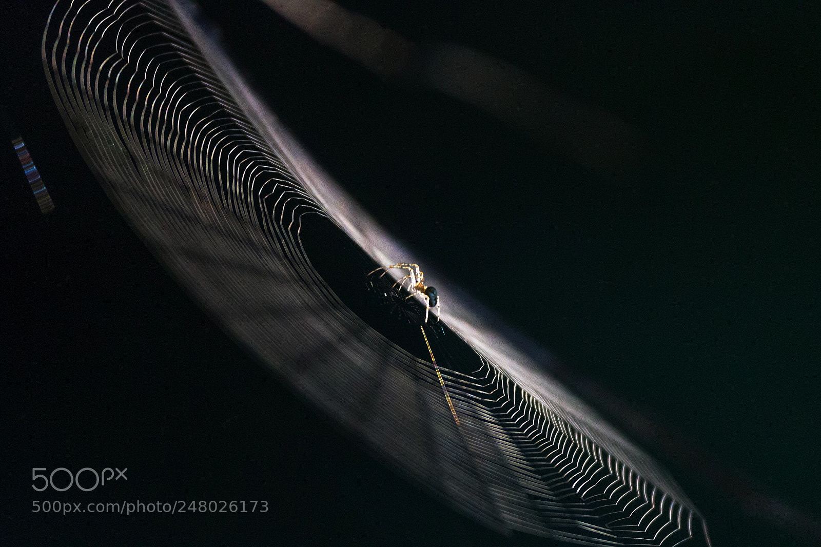 Canon EOS 7D sample photo. Filigran spinne im netz photography