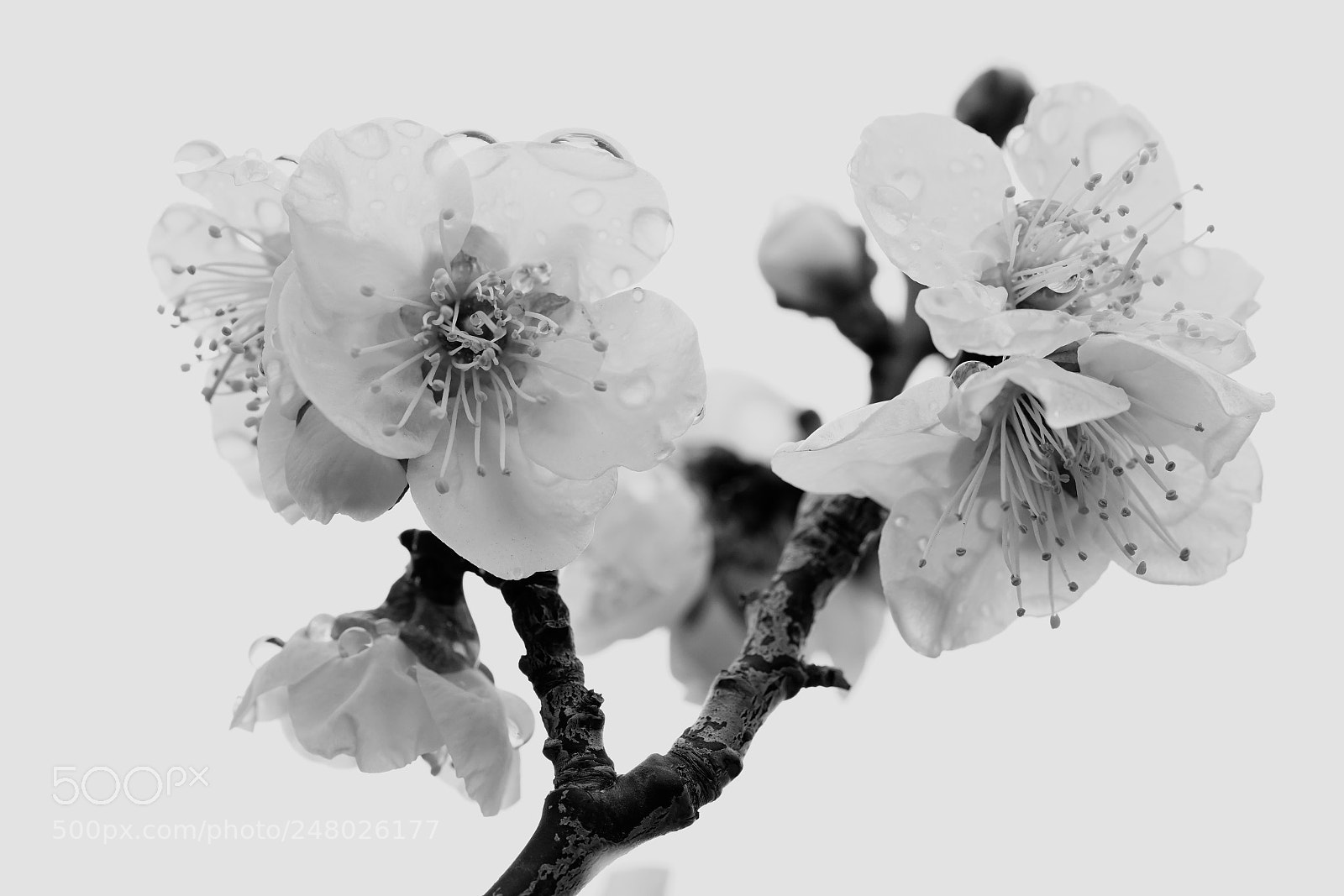 Sony a7 II sample photo. Plum tree photography