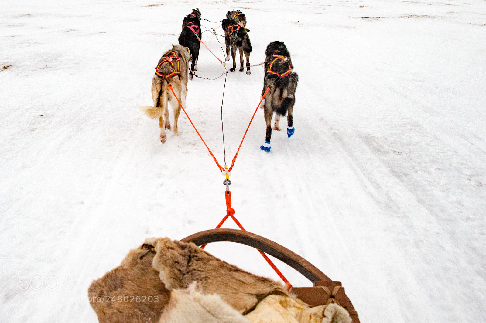 Nikon D800E sample photo. Sled dog running in photography