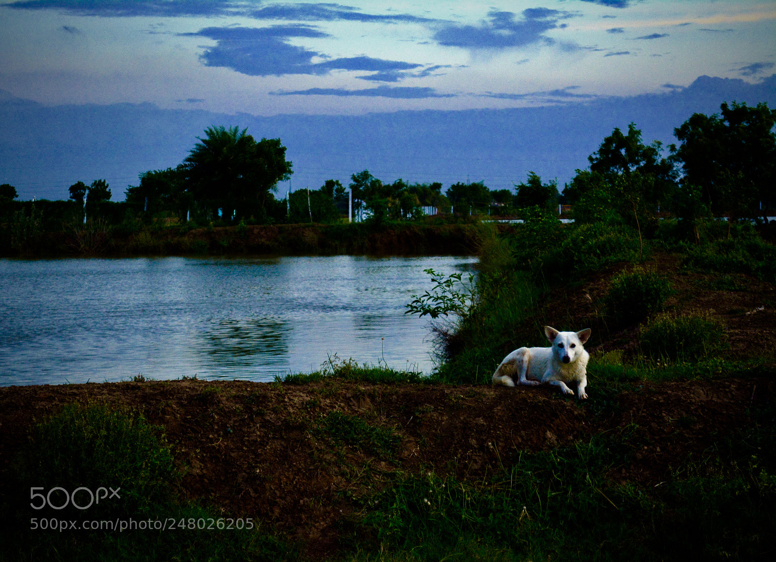 Nikon D5200 sample photo. Country dog photography