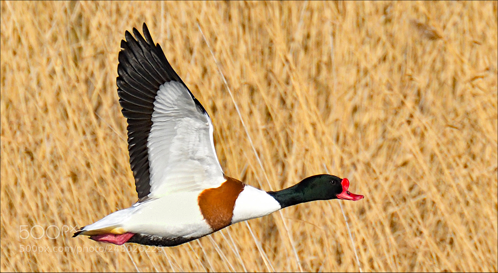 Nikon D500 sample photo. Bergeend photography